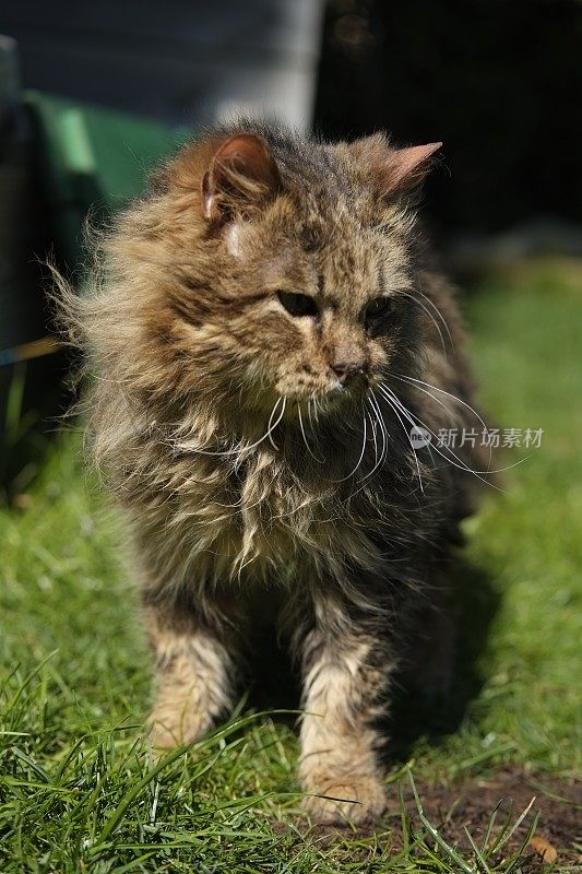 从街上救出的流浪猫