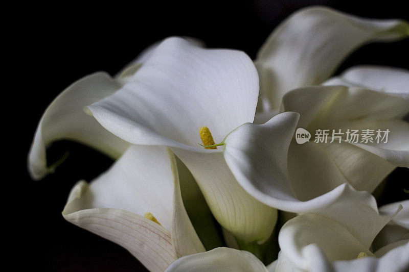 马蹄莲，精致的白色魔芋百合花束在黑色的背景。