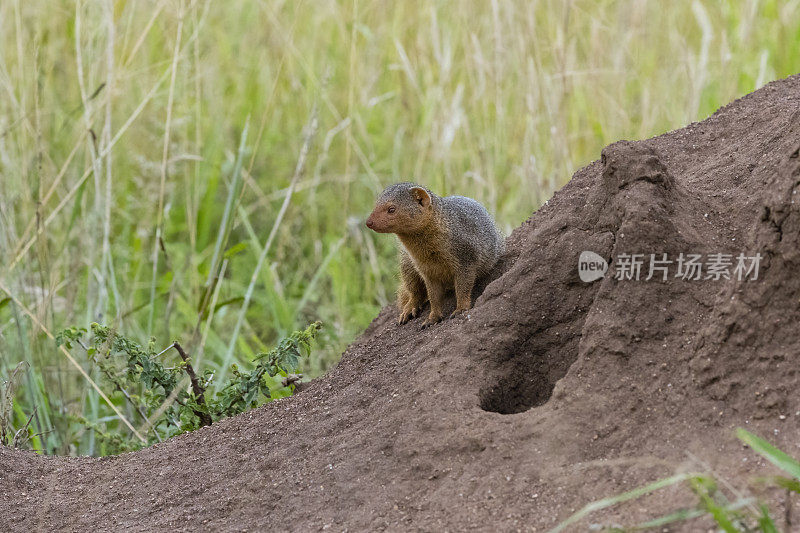 侏儒猫鼬在白蚁丘