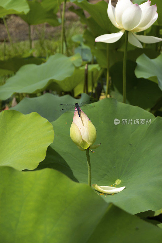 莲花和蜻蜓