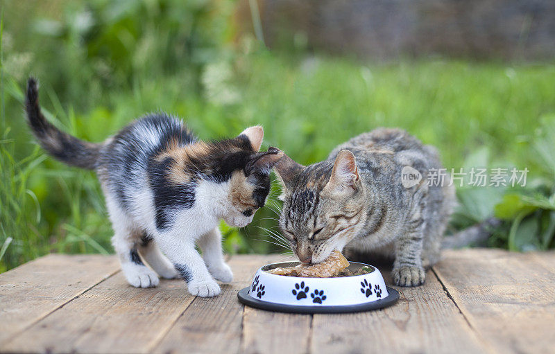 春天花园里，猫妈妈和小猫在吃木制的猫碗里的食物
