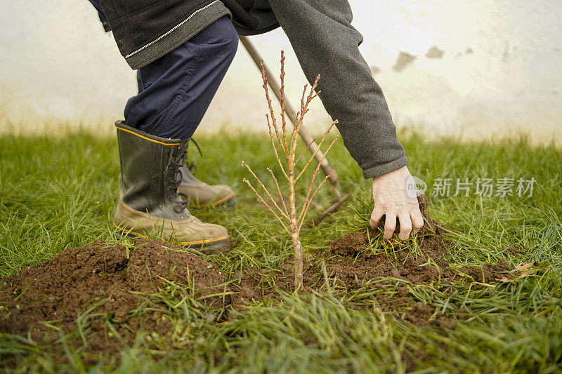 一个成熟的男人在后院种了一棵树