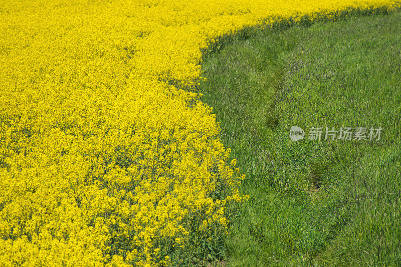 油菜领域

油菜领域

油菜领域

油菜领域

油菜领域
油菜领域

油菜领域

油菜领域