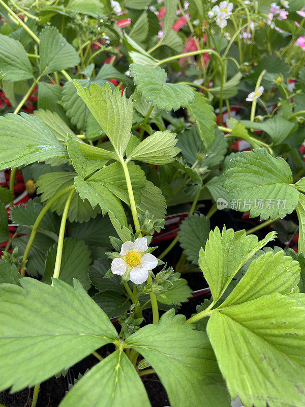 全框图像的草莓植物与白色的花和绿色的叶子种植在塑料花盆，重点前景