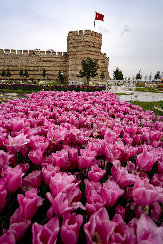 伊斯坦布尔的拜占庭墙，墙上挂着粉红色的郁金香。