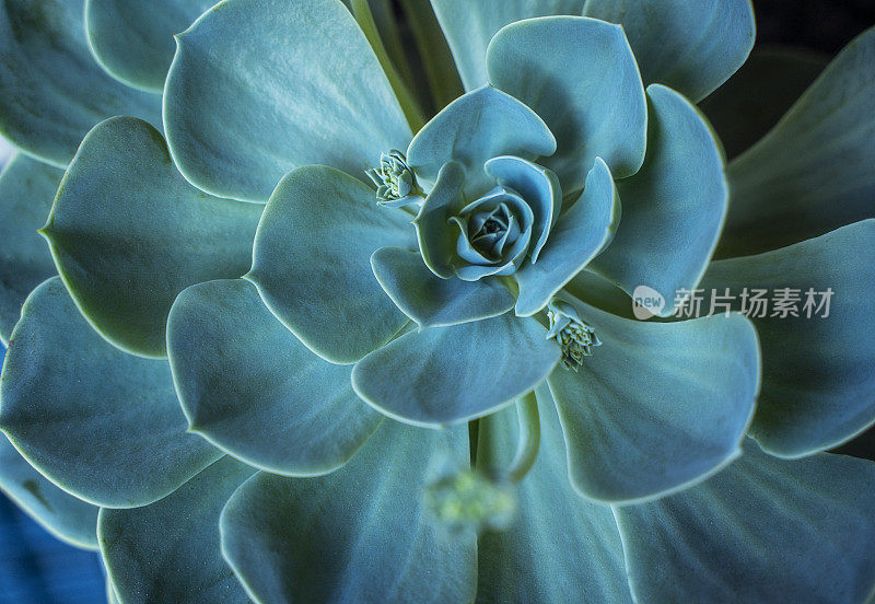 肉质植物，特写