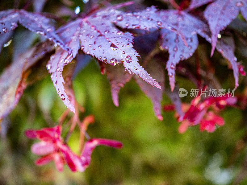 血好的日本枫叶和雨后的萨马拉斯