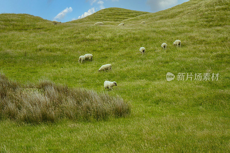 送别角的牧场，送别口和普彭加农场公园的轨迹，新西兰