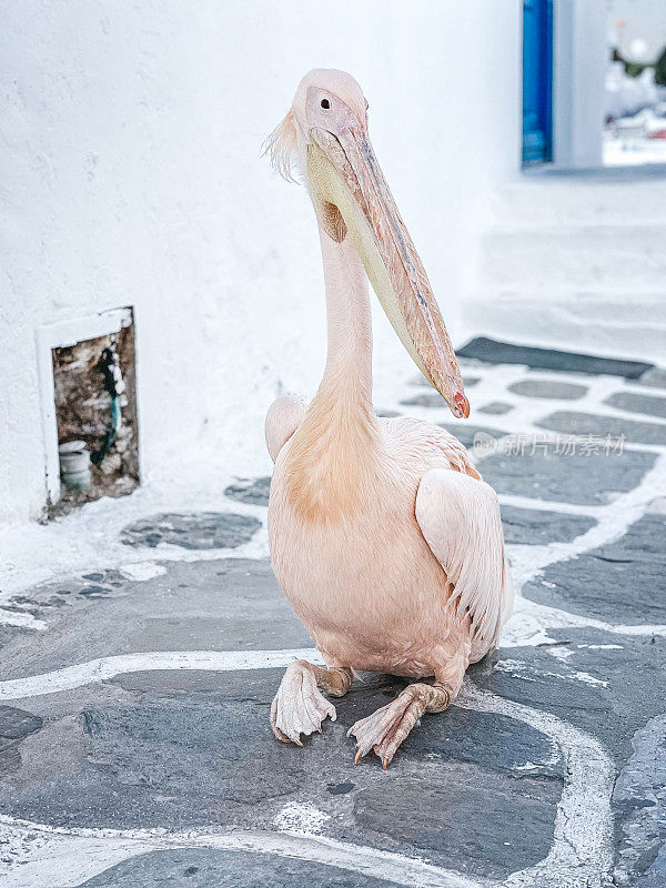 希腊米科诺斯岛米科诺斯镇大街上著名的鹈鹕Petros