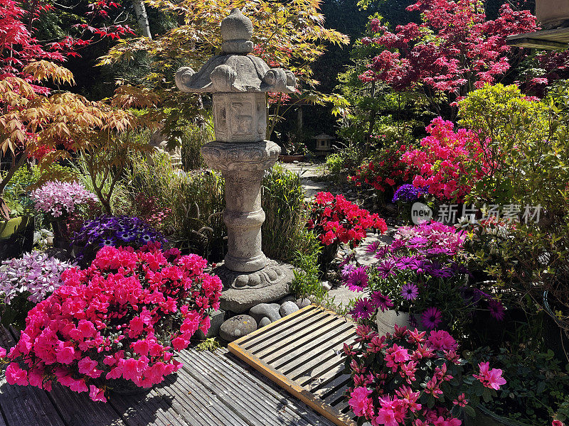 阳光明媚的日本花园，装饰木材庭院，枫木树，开花植物，观赏草，日本花岗岩灯笼，盆景树和对冲的背景