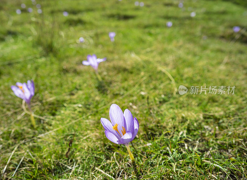 藏红花假藏红花阿斯帕谷的弗拉