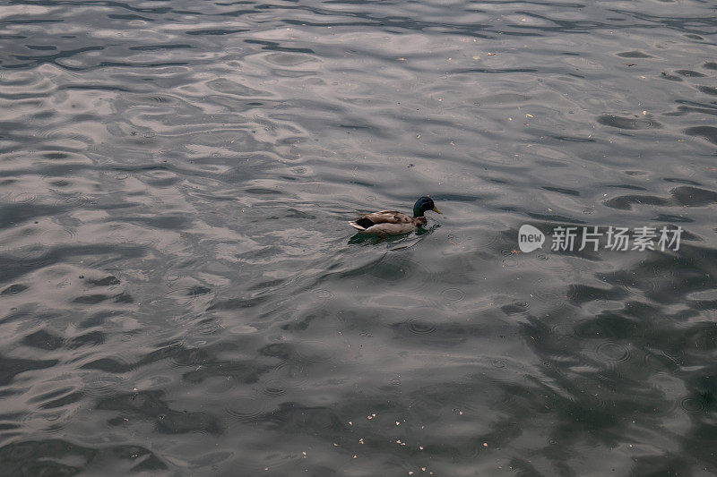 马焦雷湖上的公鸭子