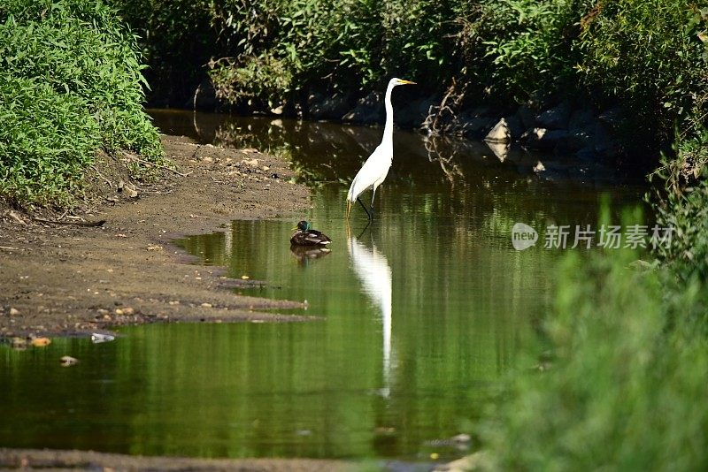 大白鹭站在小溪里