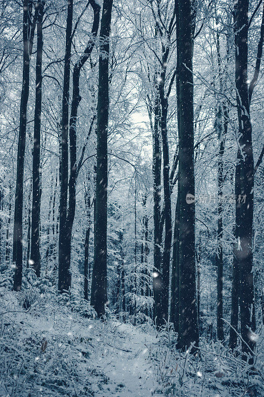 森林里正在下雪
