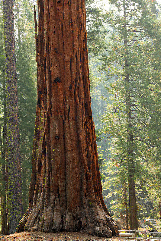 优山美地的巨型红杉
