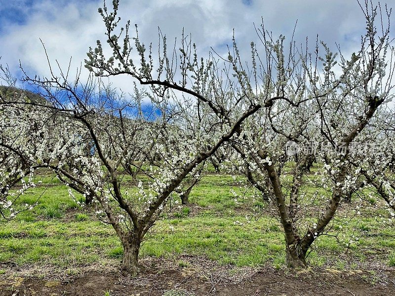 果树产区开花的苹果树
