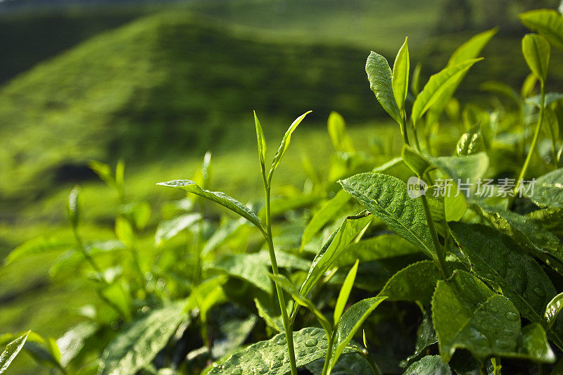 茶园新鲜的绿茶。马来西亚
