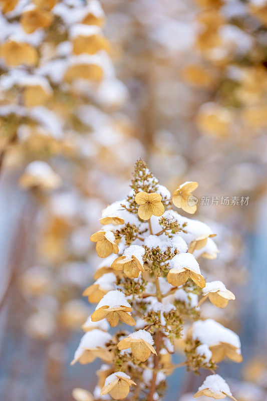 花下的雪