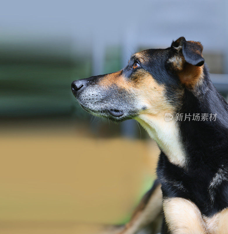 各种姿势的满足的老悲伤的德国牧羊犬交叉