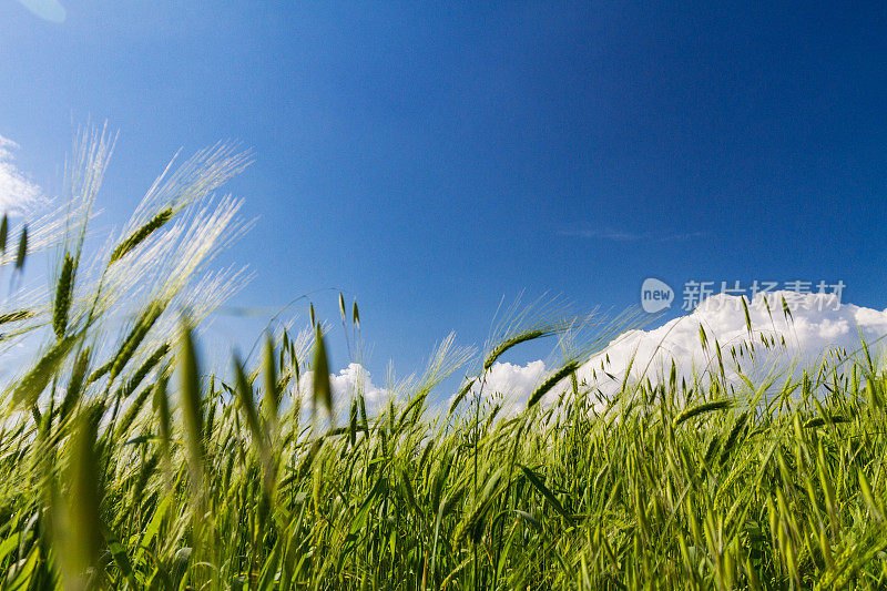 蓝天和麦田:夏天来了