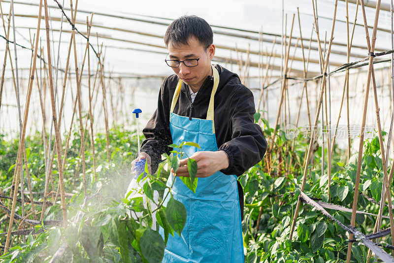 在蔬菜温室工作的农民