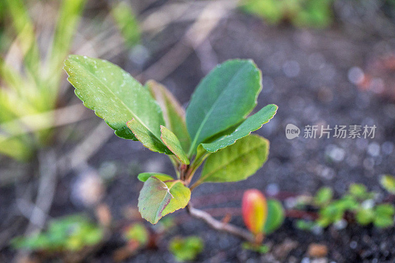 新兴市场的增长