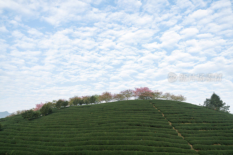 樱花盛开的茶园