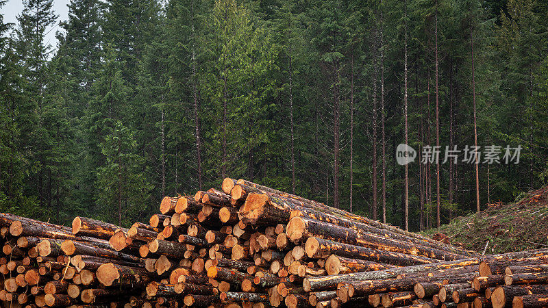 温哥华岛的伐木业