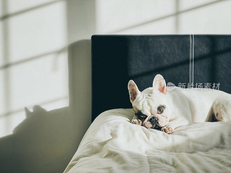 一只法国斗牛犬躺在床上晒太阳