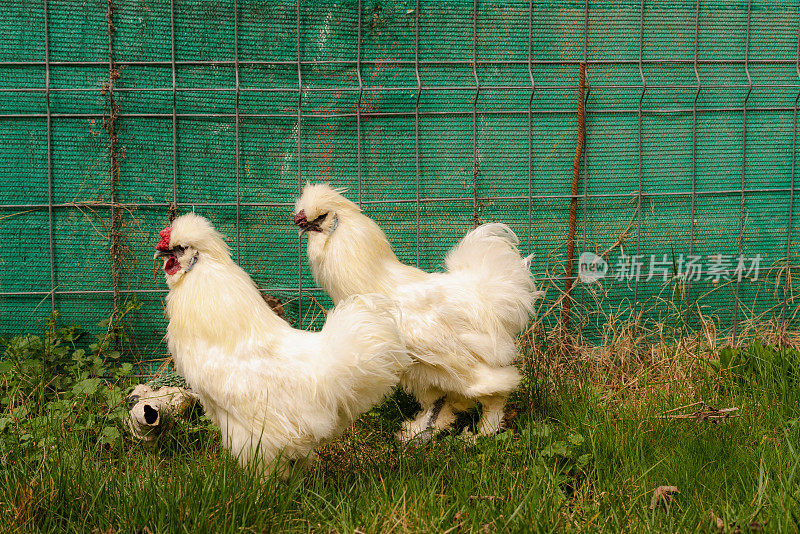绿色草坪花园中的日本丝鸡