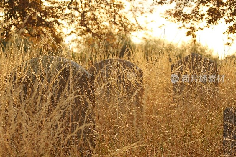 教堂墓地里杂草丛生的墓碑