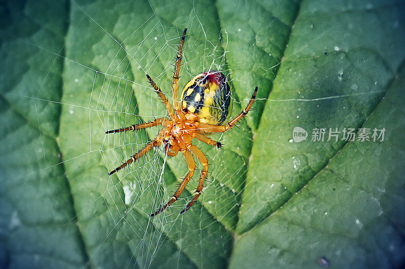 葫芦蜘蛛，黄瓜绿蜘蛛