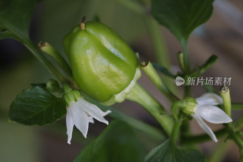 花椒植株花椒小，花蕾小。