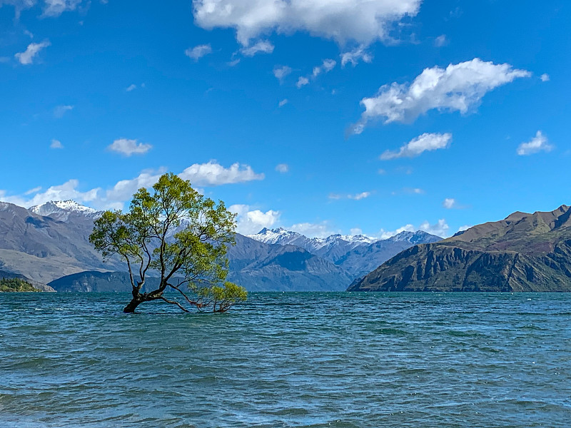 著名的风景裂缝柳树(#ThatWanakaTree)，新西兰瓦纳卡湖