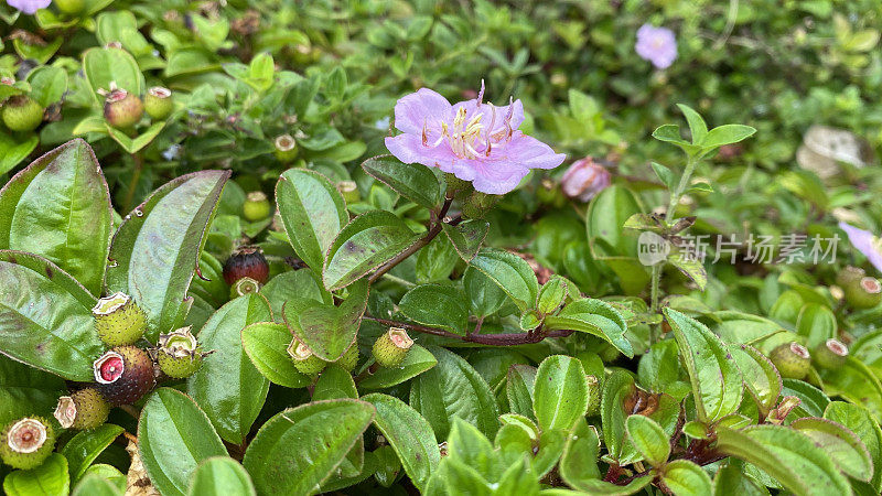 未知野生水果、植物