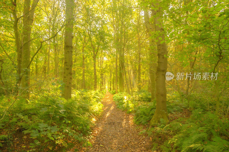 穿过山毛榉树林的小路，阳光透过树冠照射进来