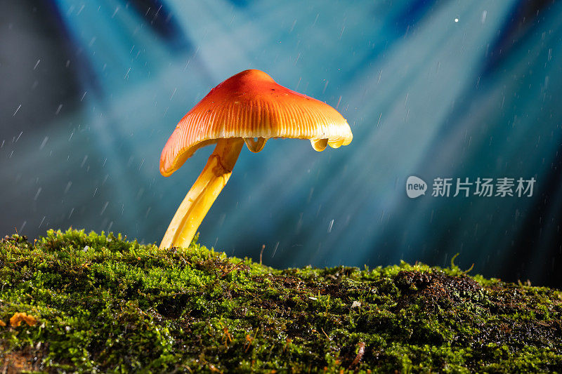 雨点落在长满青苔的圆木上鲜红潮湿的蘑菇上