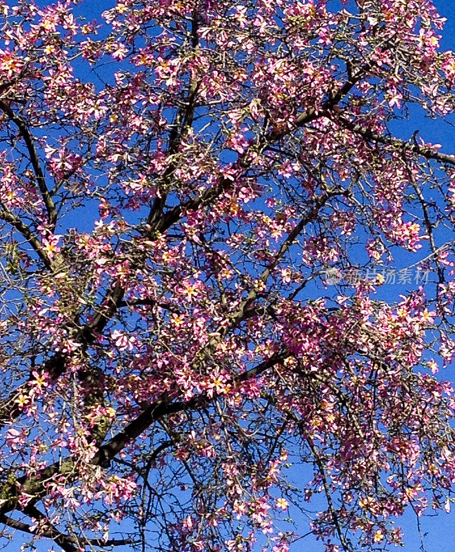 丝绵树的粉红花