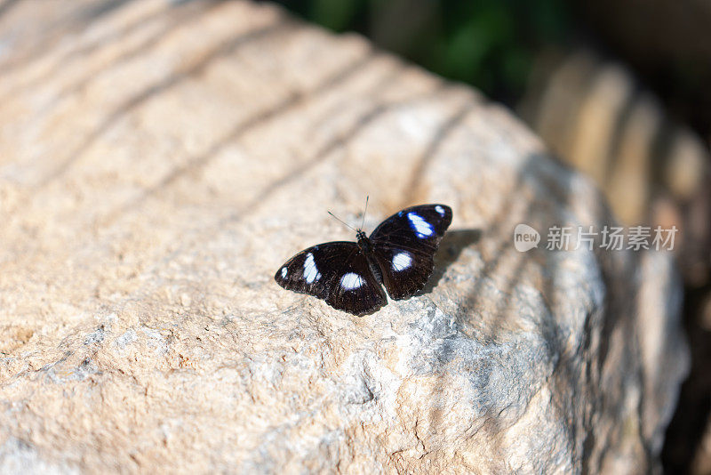 一只翅膀上有强烈蓝白色斑点的黑蝴蝶停在石头上。