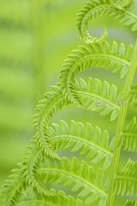 蕨类植物的背景