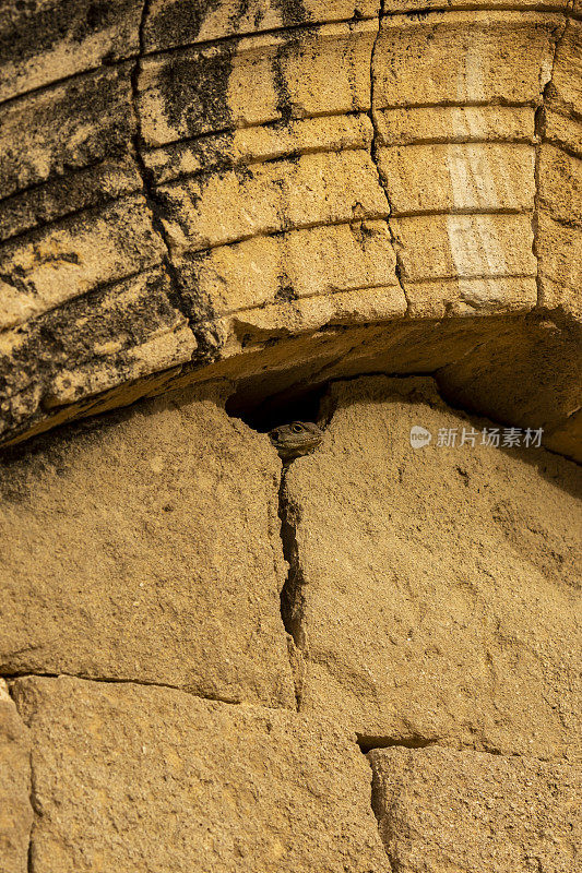 警惕的阿卡玛石雕蜥蜴从砂岩教堂拱门下的洞中探出头来