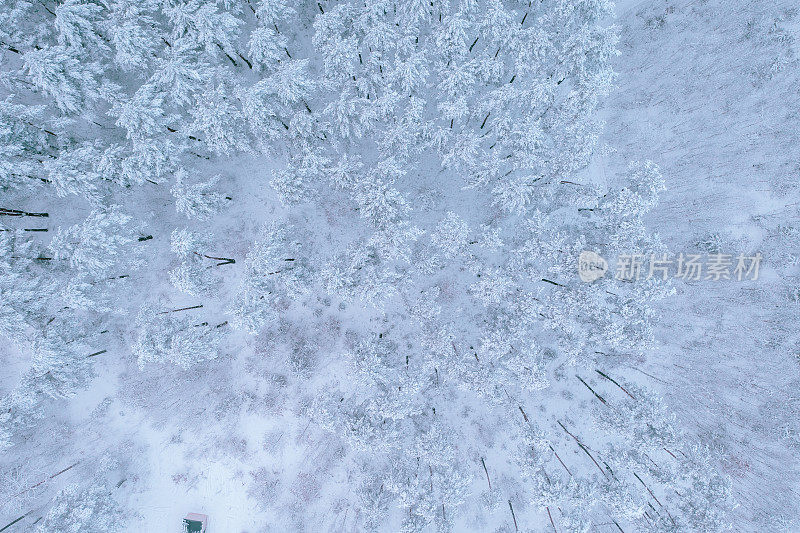 覆盖着雪的混交林鸟瞰图。