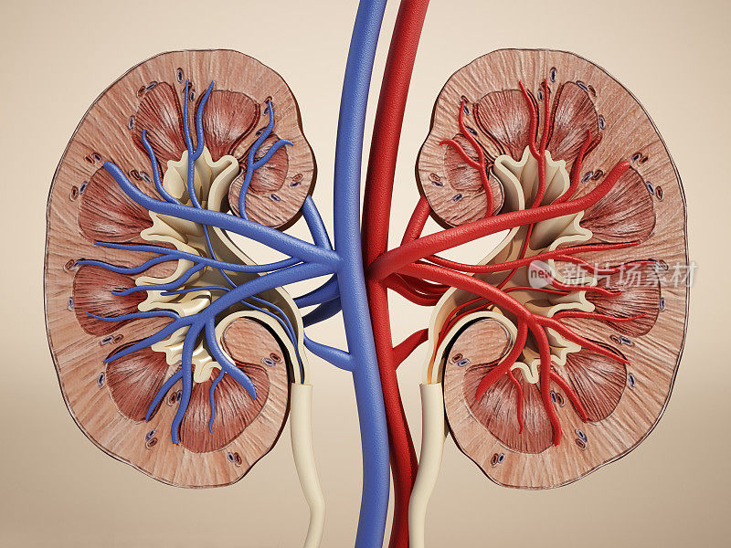 肾脏内部结构与静脉相连的3D插图