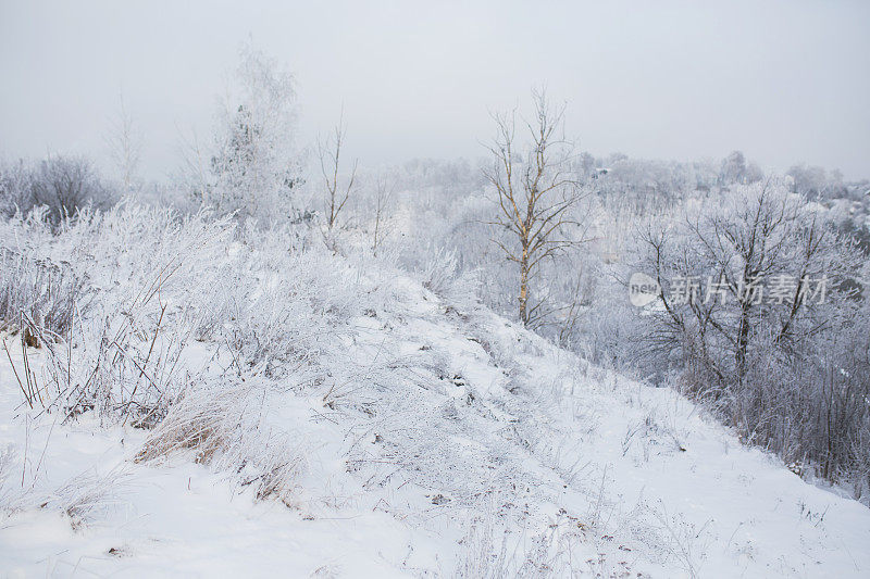 冬季森林。树枝上的雪。自然背景。寒冷的天气。气候。草上结霜。阳光灿烂的日子