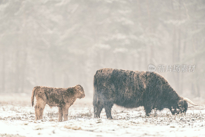 雪地里的苏格兰高地牛的肖像