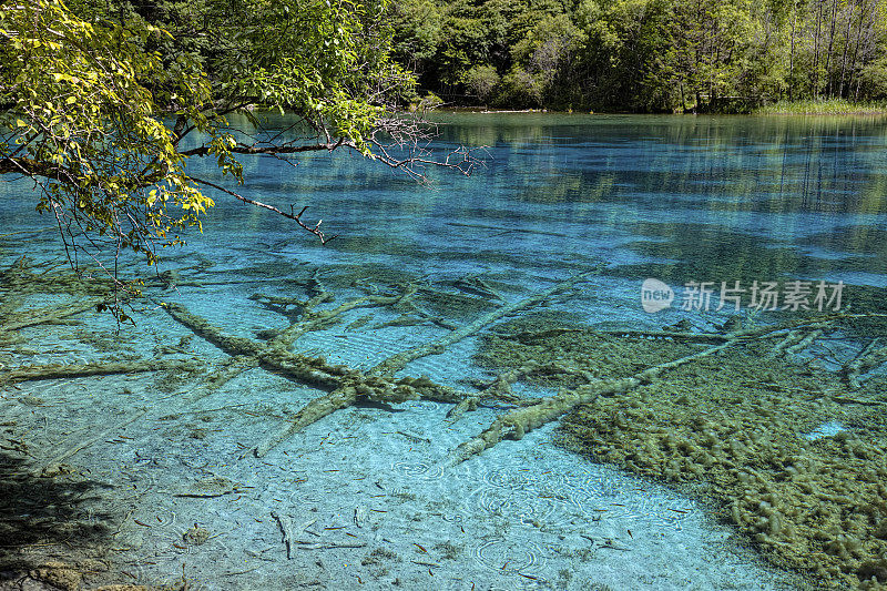 九寨沟透明的湖水和钙化的古树