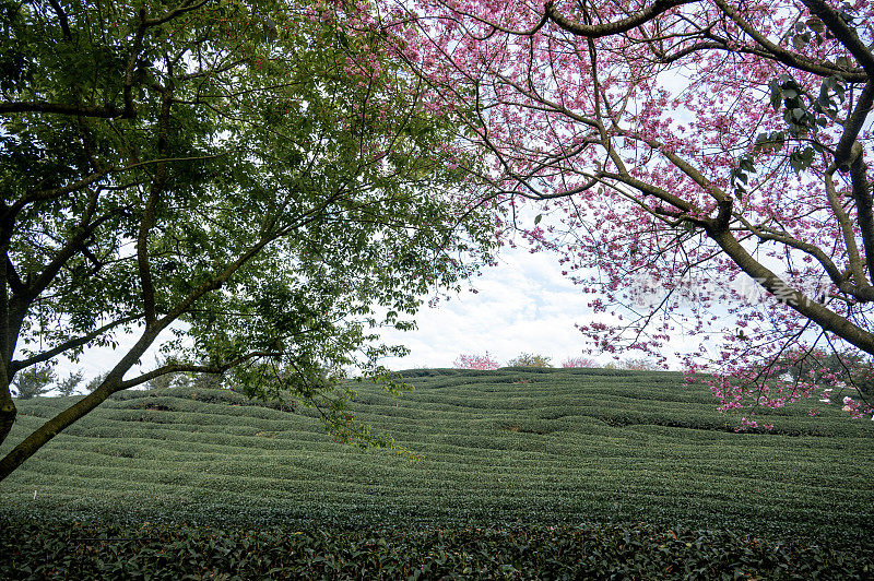 茶园里的樱花