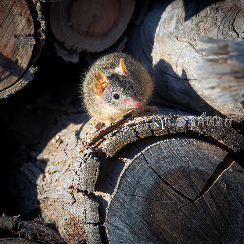 木头上的松鼠特写镜头