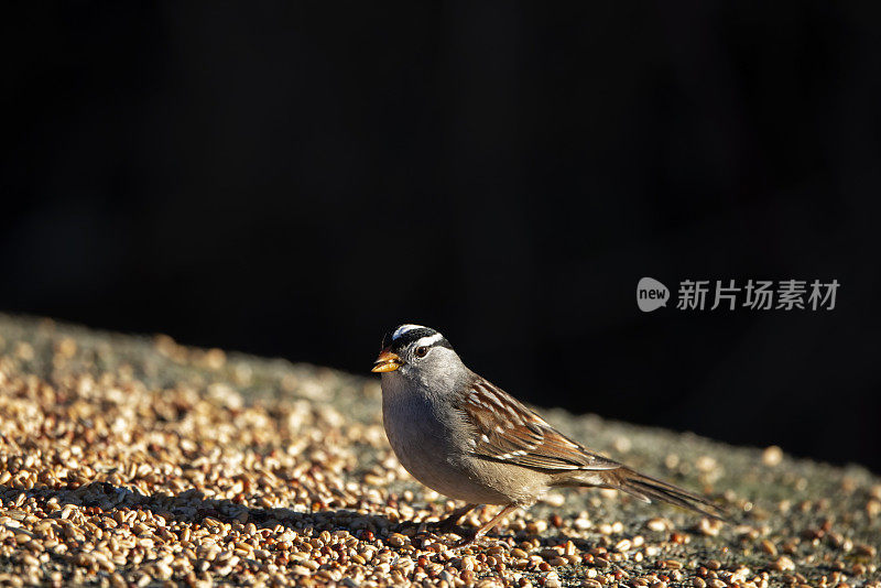 光中的白冠麻雀，三角洲，BC，加拿大