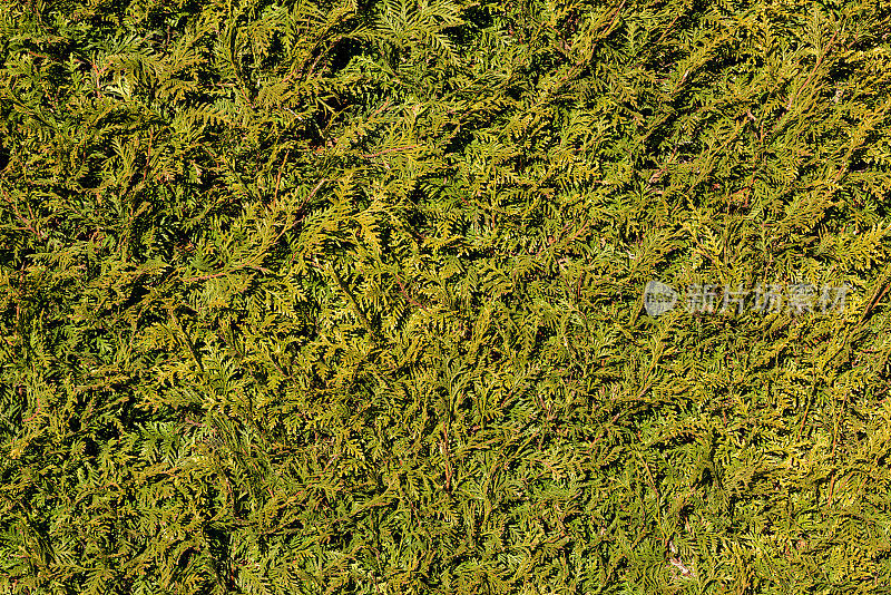 绿色紫杉树篱的纹理